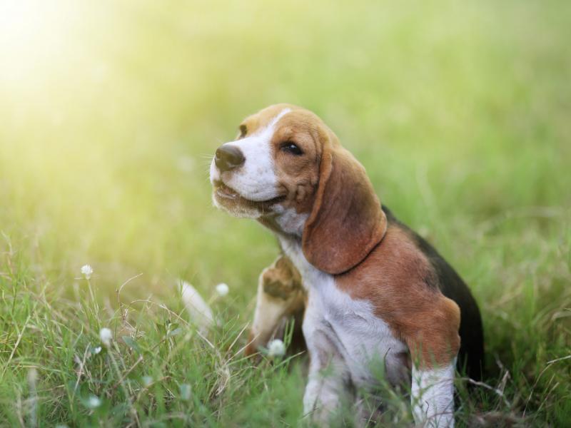 In der Schweiz sind rund 20% aller Hunde von einer Allergie auf Hausstaubmilben betroffen
