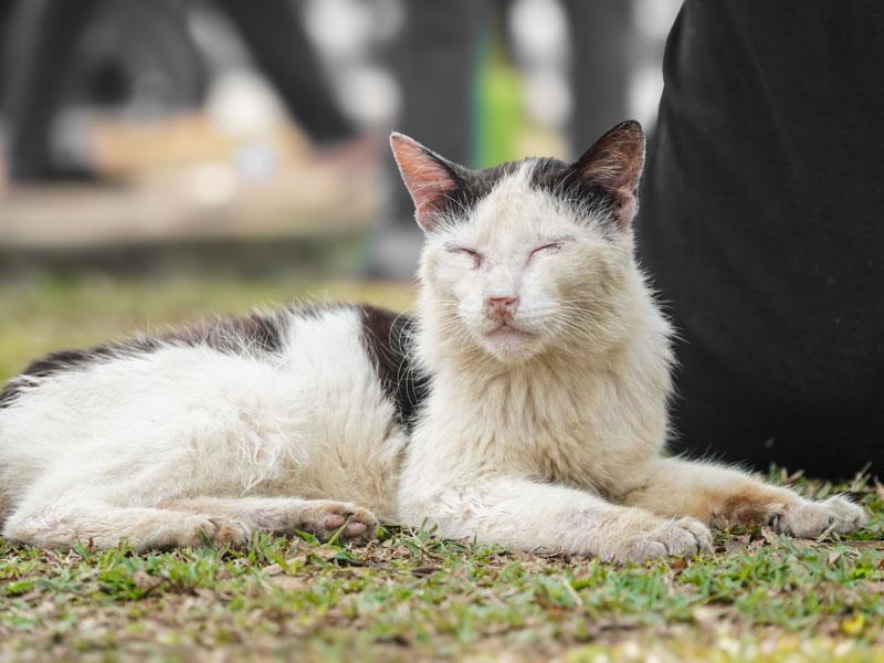 Vieux chat souffrant de problèmes rénaux