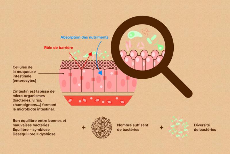 Représentation schématique de la muqueuse intestinale