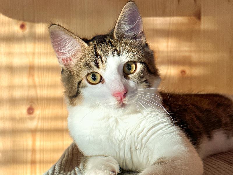 Chats d'appartement en Suisse